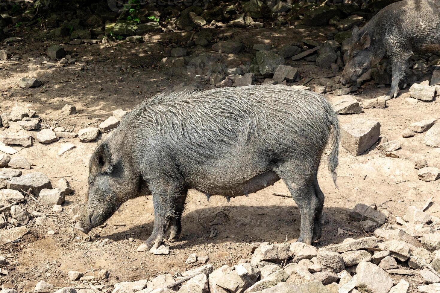 Wild boar foraging in natural habitat with rocky terrain and foliage in the background. photo