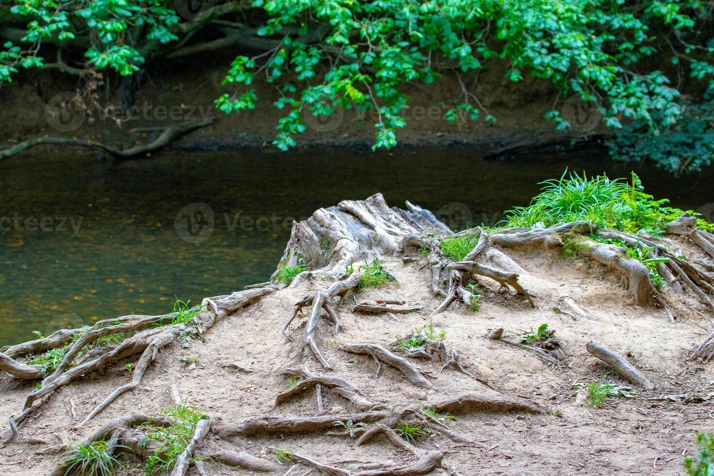 Tree roots exposed on a riverbank with lush green foliage in a serene forest setting. photo