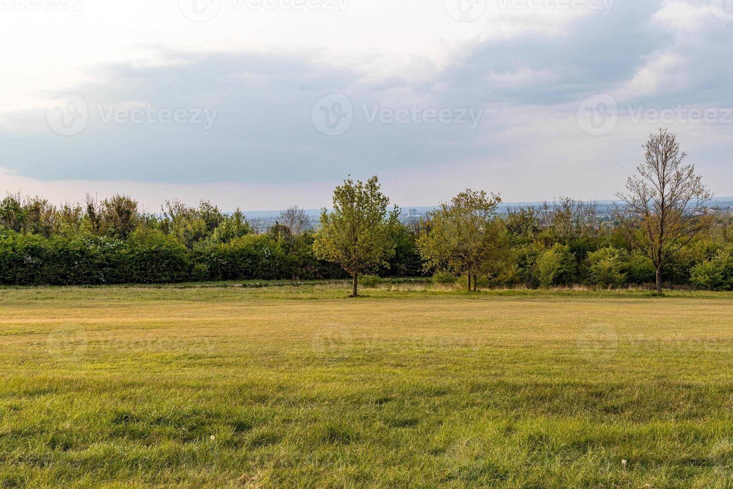 Serene landscape with a solitary tree in a lush field, flanked by a line of trees under a soft cloudy sky. photo