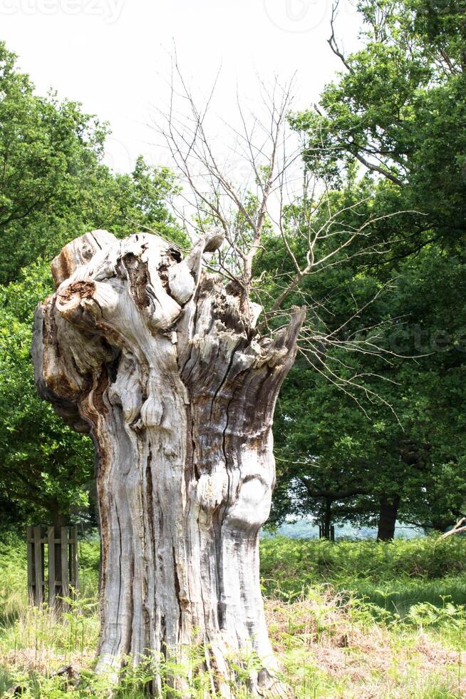 Old gnarled tree trunk with bare branches in a lush green forest setting. photo