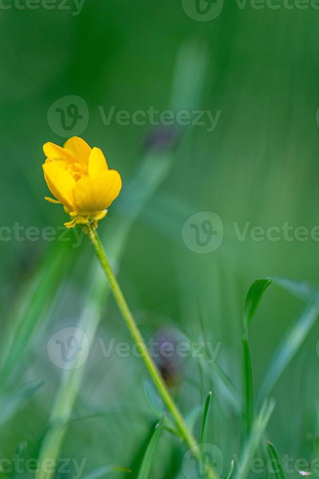 Single yellow buttercup flower against a soft green background. photo
