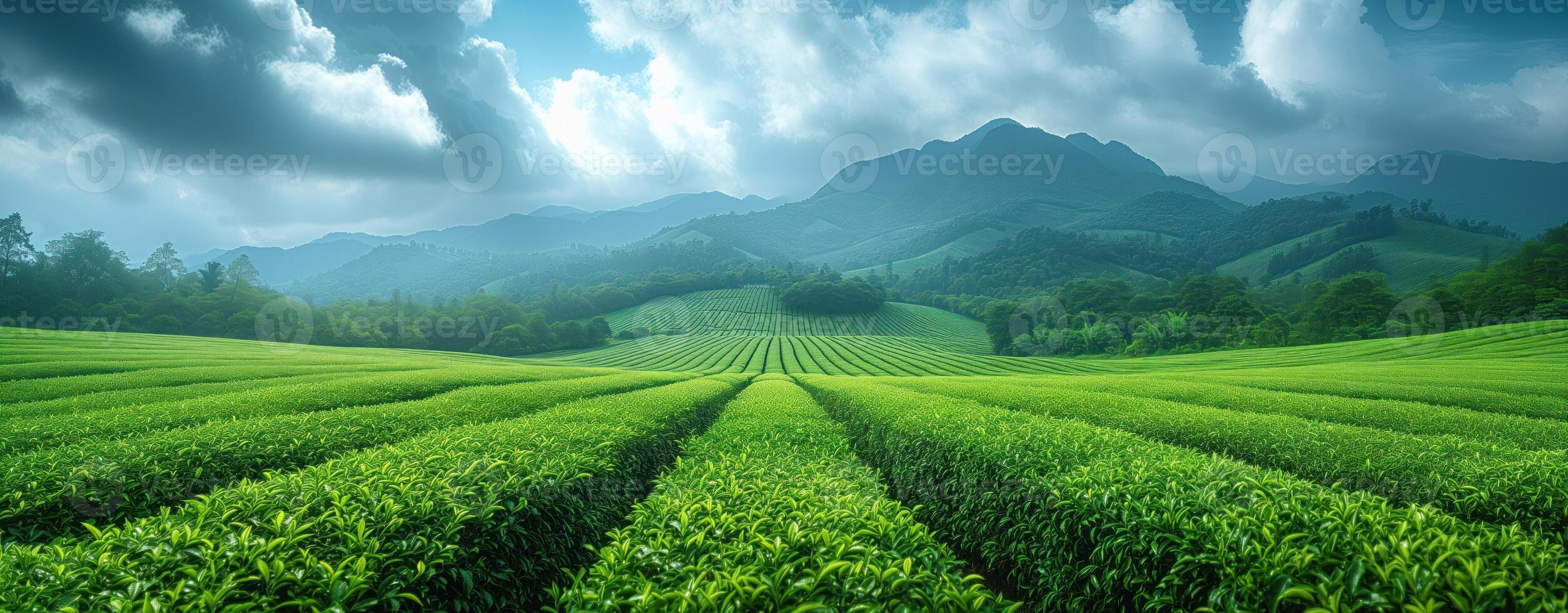 AI generated Tea plantation green landscape in the mountains photo