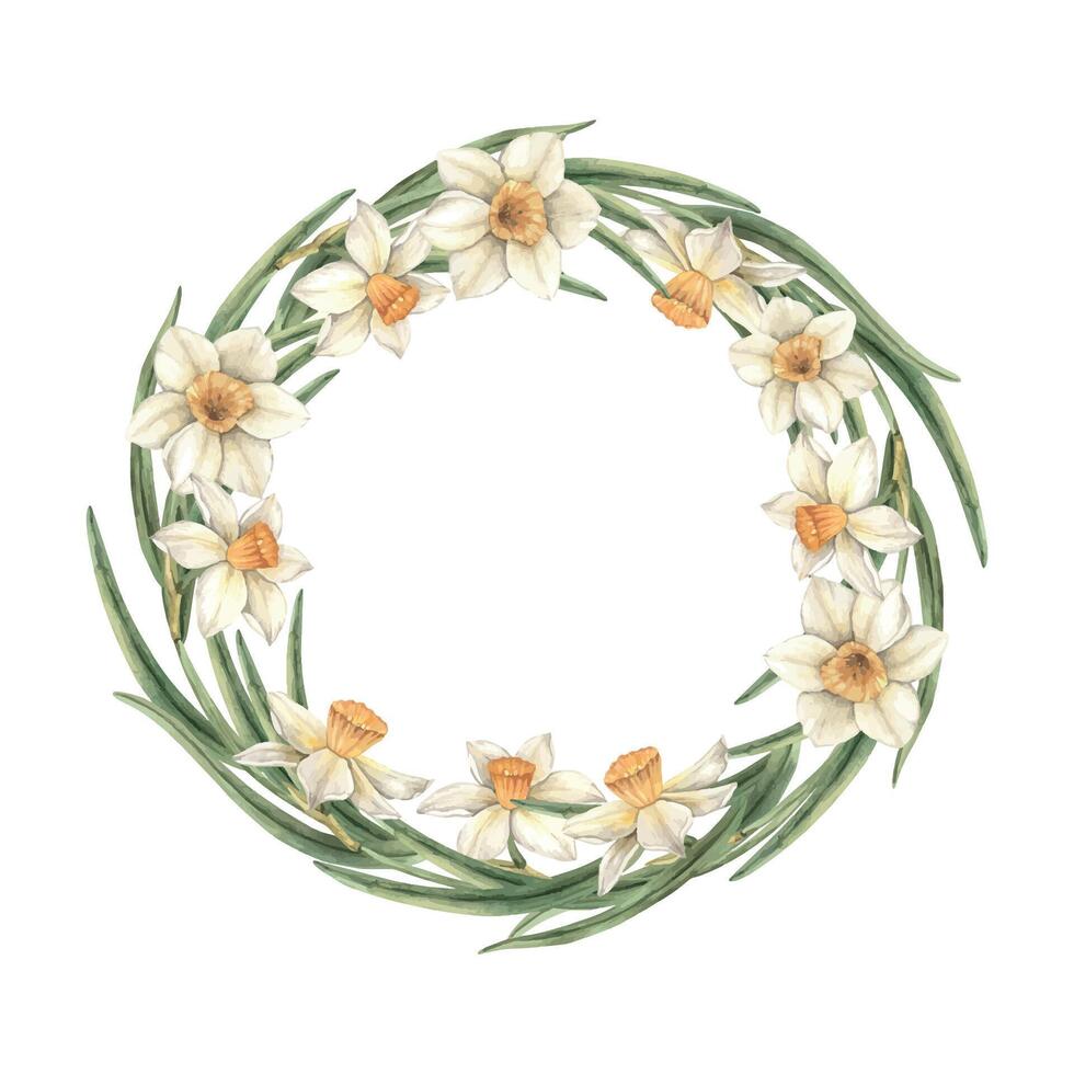 Watercolor Easter round frame of beautiful daffodils with green leaves. The illustration is hand drawn on an isolated background. Drawing for greeting cards, invitations, posters, book illustrations vector