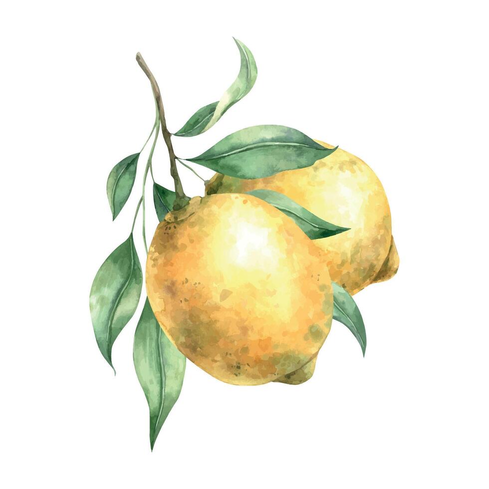 Watercolor composition with juicy ripe lemons and leaves. Illustration is hand drawn, suitable for menu design, packaging, poster, website, textile, invitation, brochure, cards, decor vector