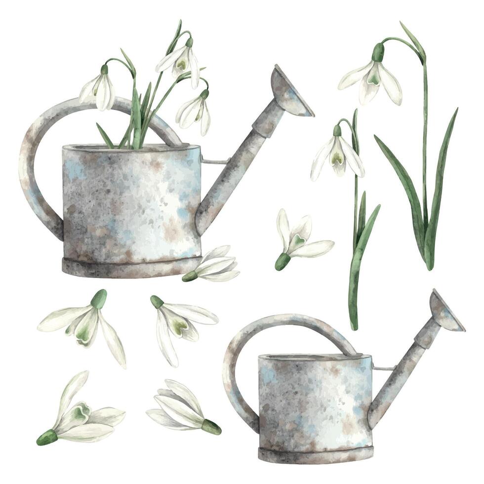 Watercolor set of rusty watering can and spring snowdrops. Hand drawn illustrations on isolated background for greeting cards, invitations, happy holidays, posters, prints, labels vector