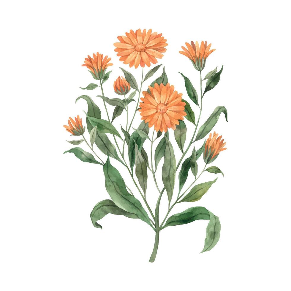 Watercolor orange calendula flower. Illustration hand drawn on isolated background, suitable for menu design, packaging, poster, website, textile, invitation, brochure, textile. vector