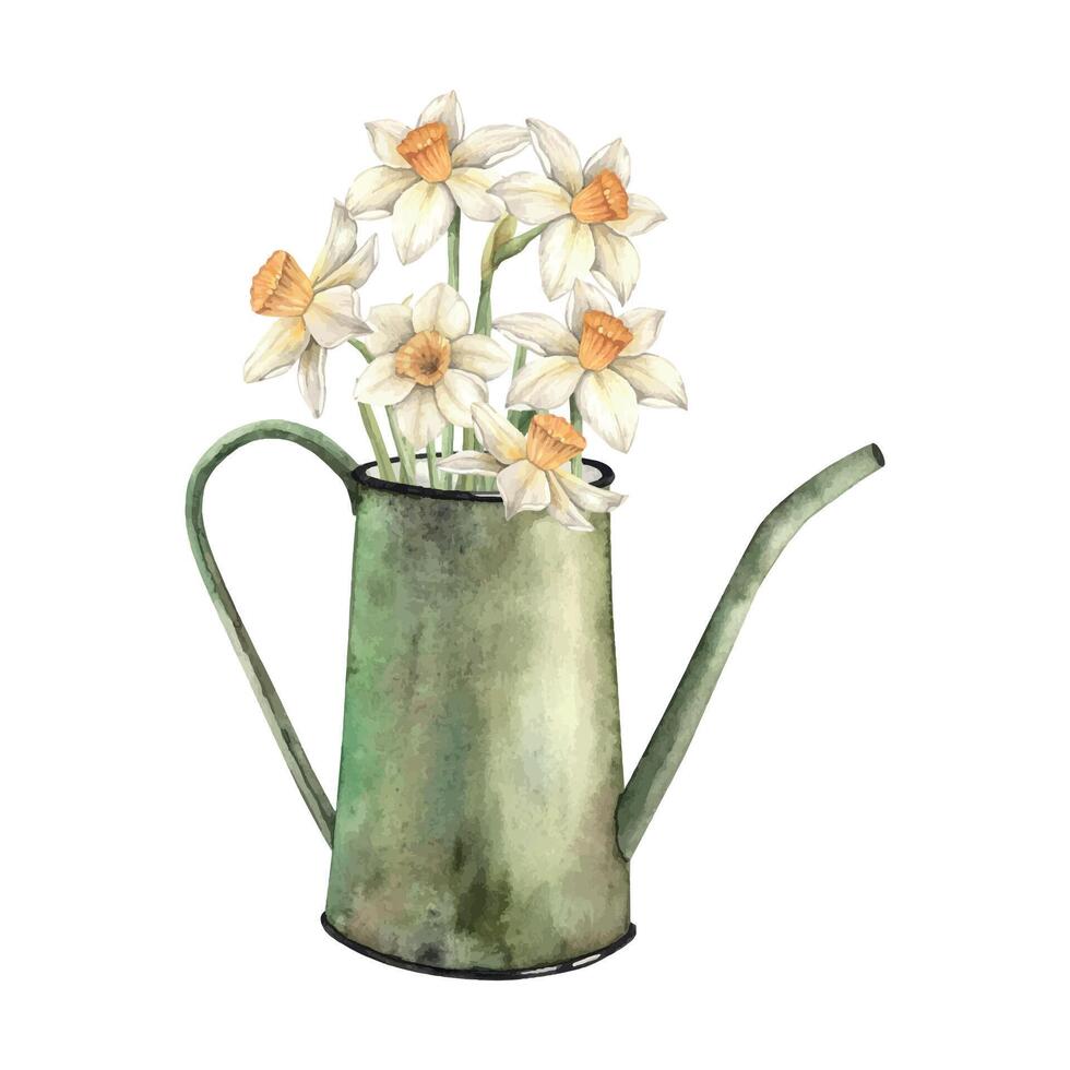 Watercolor floral composition with green watering can and daffodils. Hand drawn illustrations on isolated background for greeting cards, invitations, happy holidays, posters, fabric, label vector