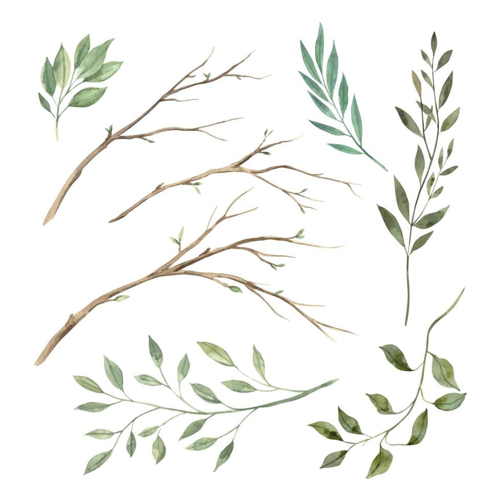 Watercolor set of spring branches, green leaves and herbs. The illustration is hand drawn on an isolated background. Drawing for greeting cards, invitations, posters, book illustrations vector
