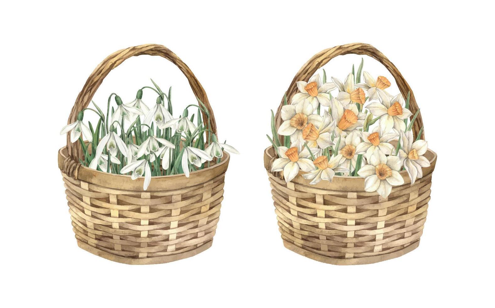 Watercolor set with wicker baskets, flowers, snowdrops and daffodils. Illustration hand drawn on isolated background for greeting cards, invitations, happy holidays, posters, graphics, packaging vector