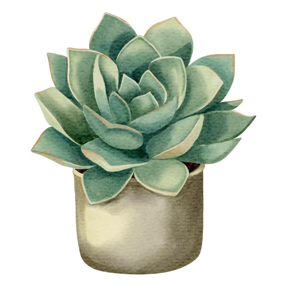 Watercolor succulent plant in pot. Watercolor flower pot isolated on white. vector