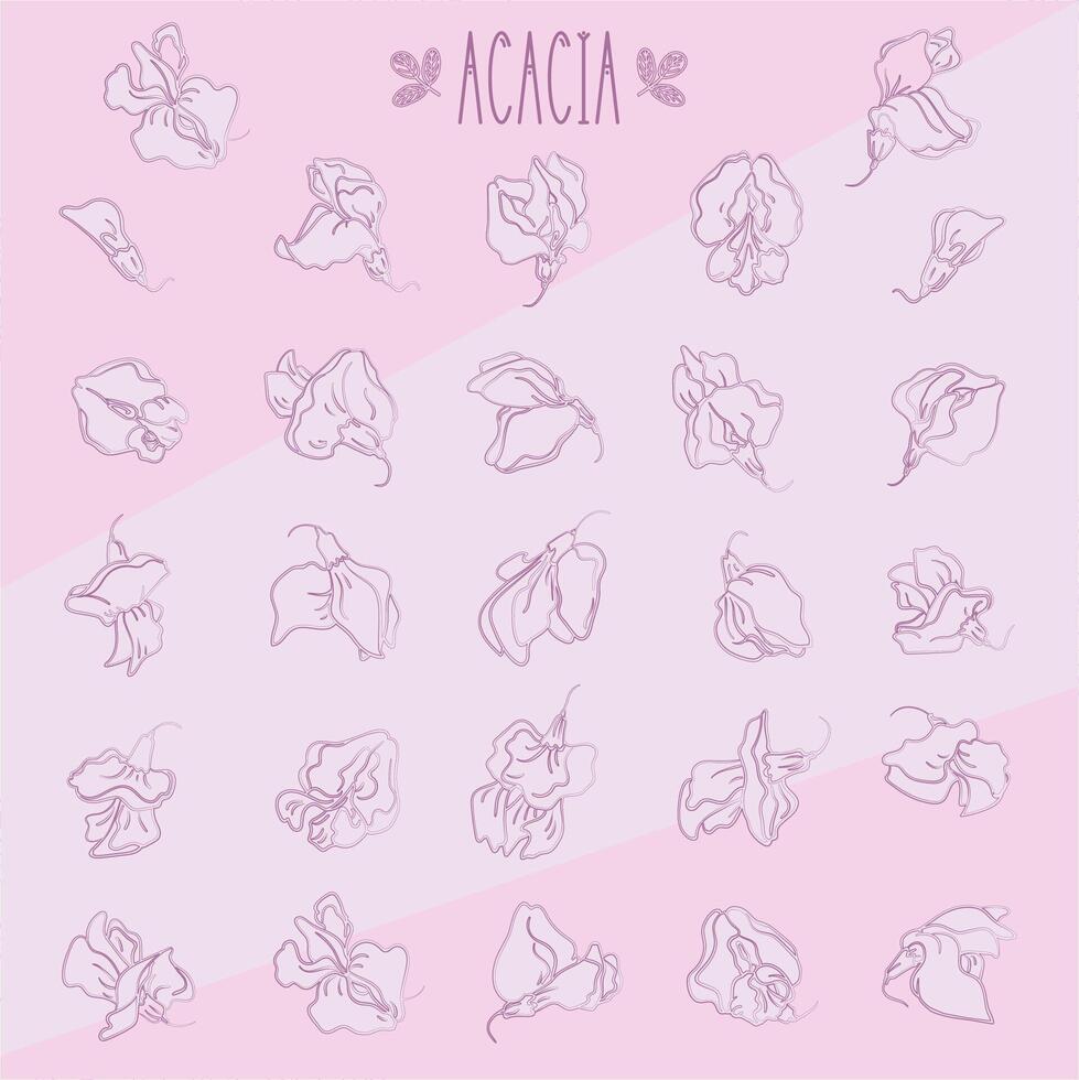 Acacia light pink vector