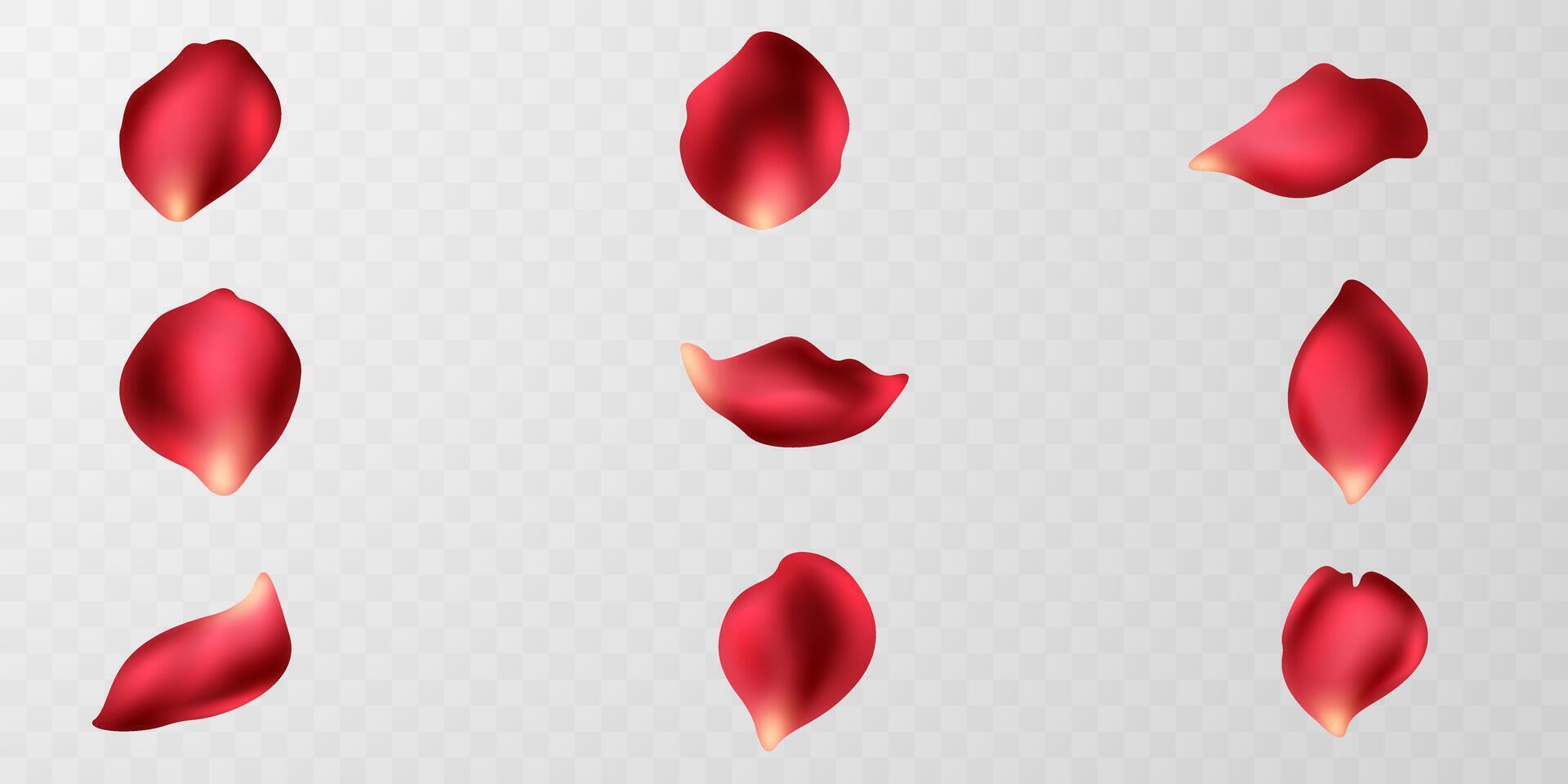 beautiful red rose petals background vector illustration