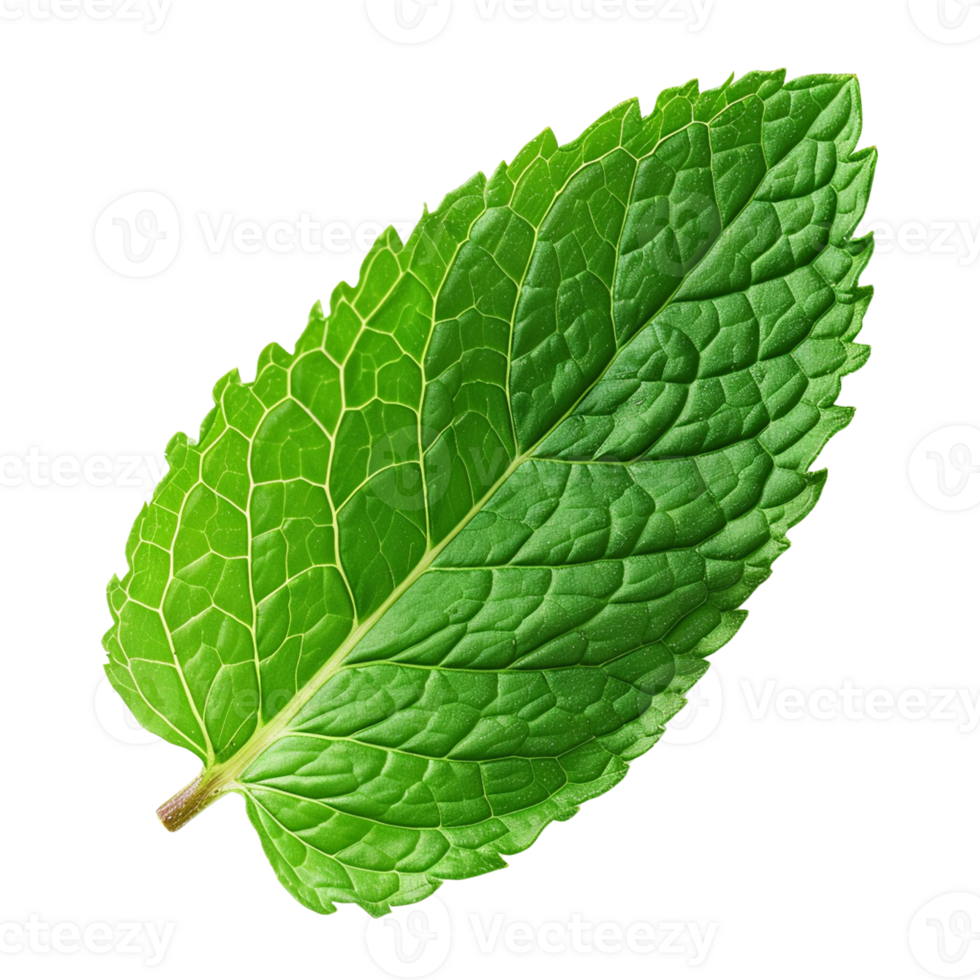 AI generated A leaf of mint isolated on transparent background, png
