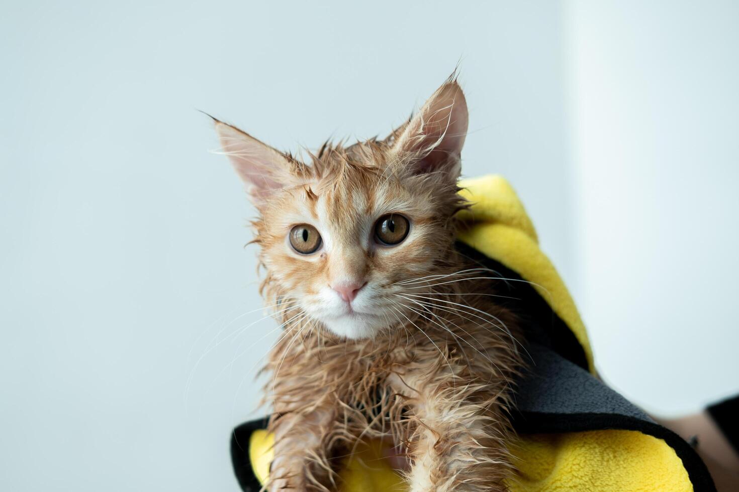 Woman's hand giving a dry bath to an orange cat in the house. photo