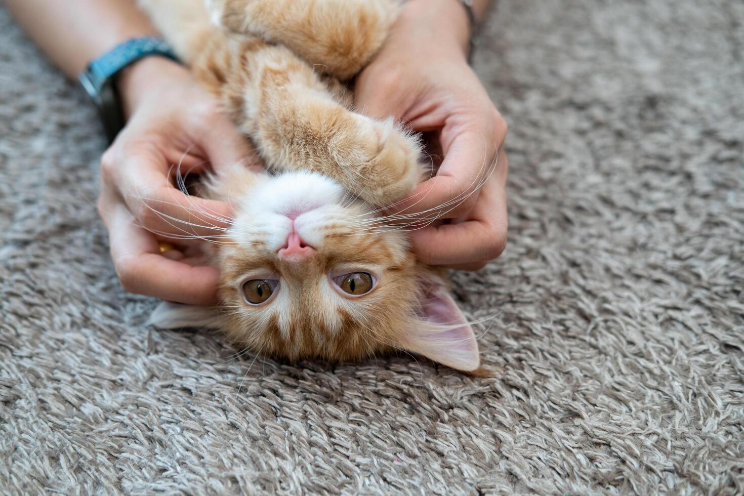 Female hands playing with an orange kitten photo