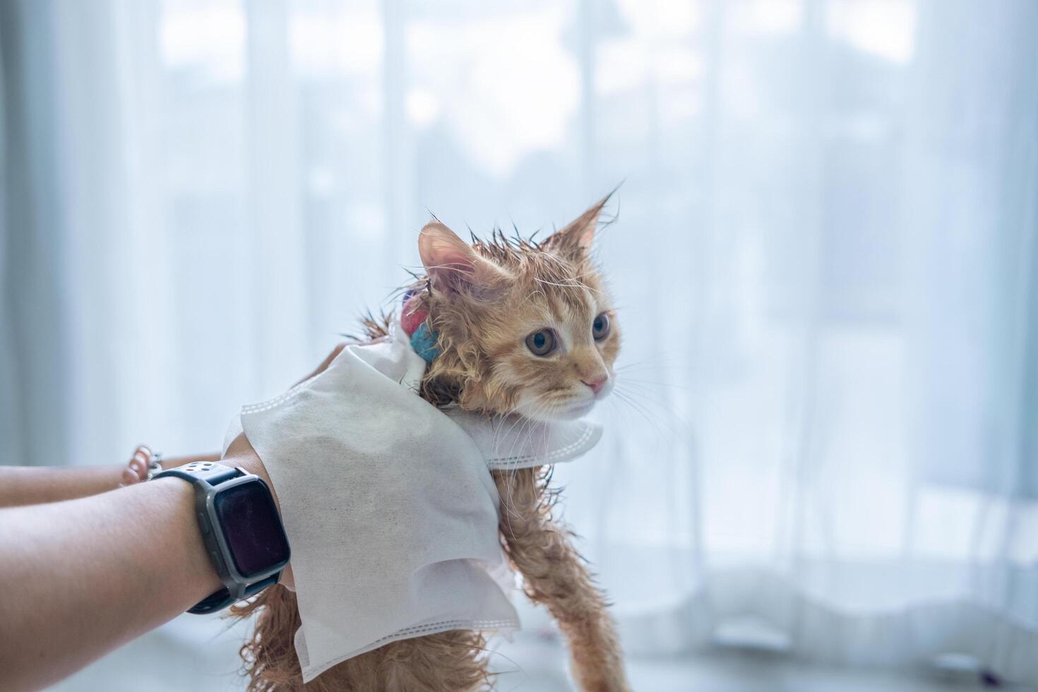 Woman's hand giving a dry bath to an orange cat in the house. photo