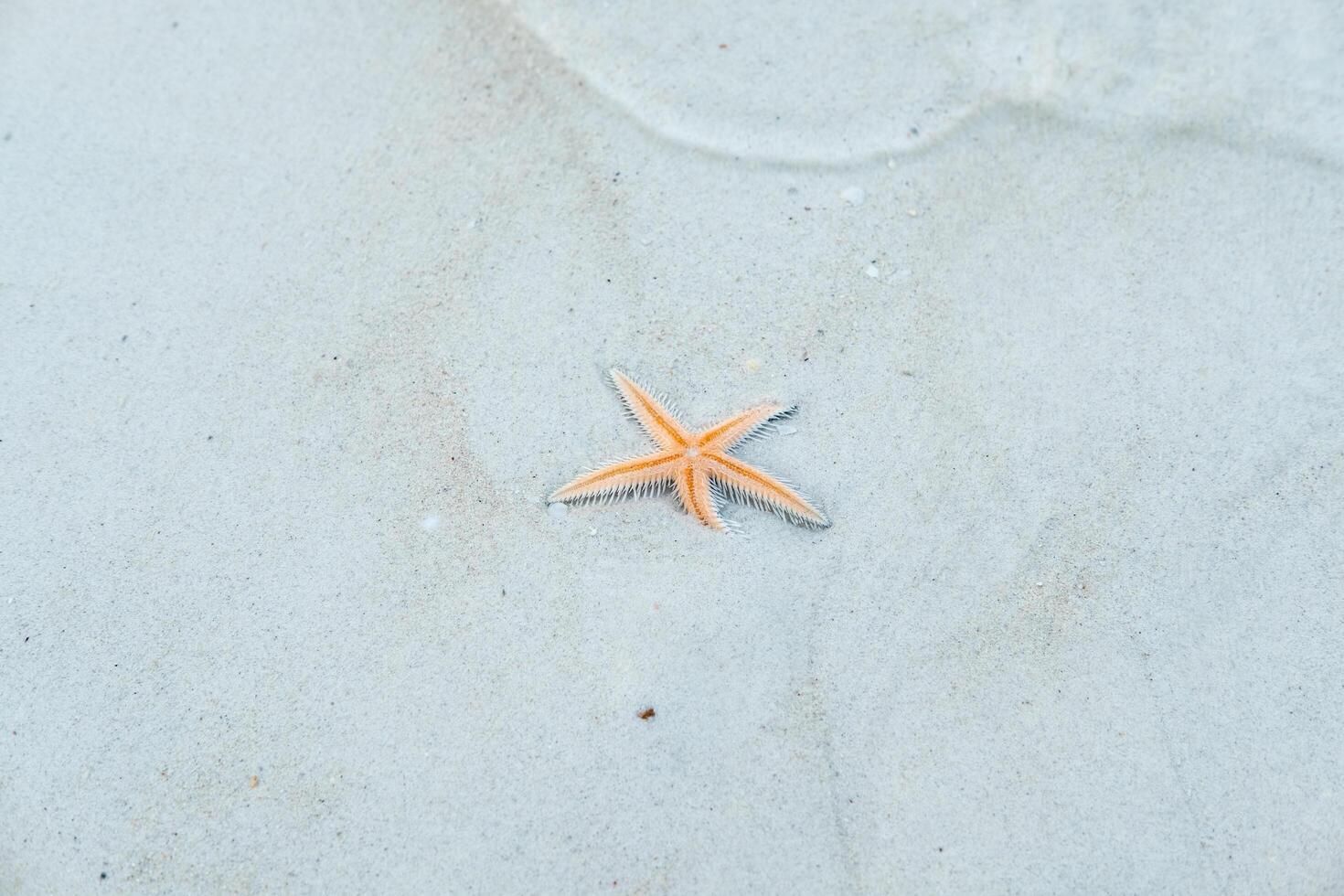 Starfish at the beach, clear water photo