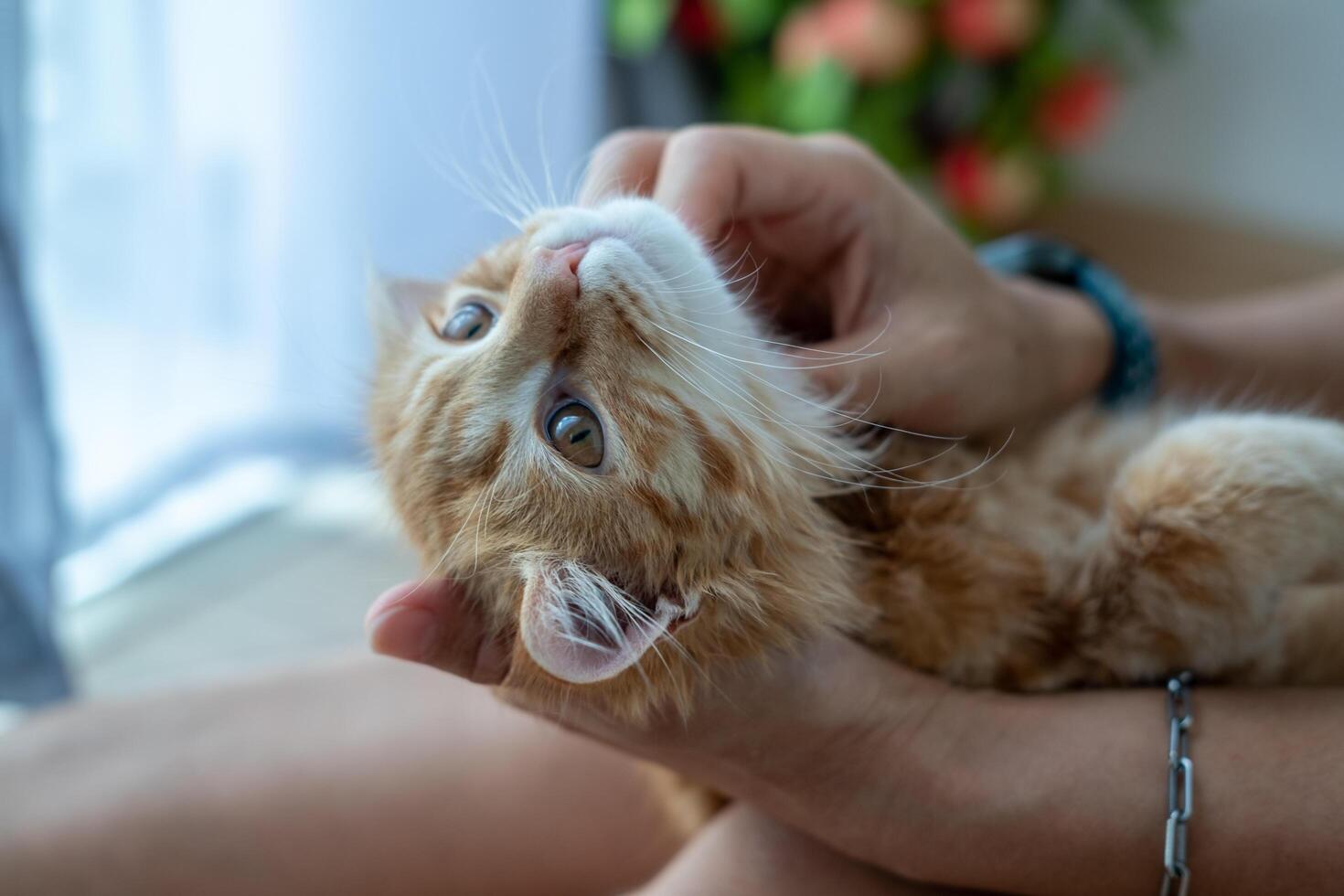 Female hands playing with an orange kitten photo