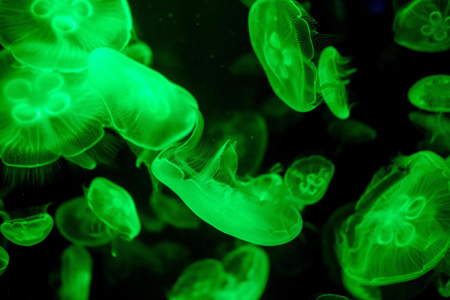 jellyfish glowing green on a black background photo