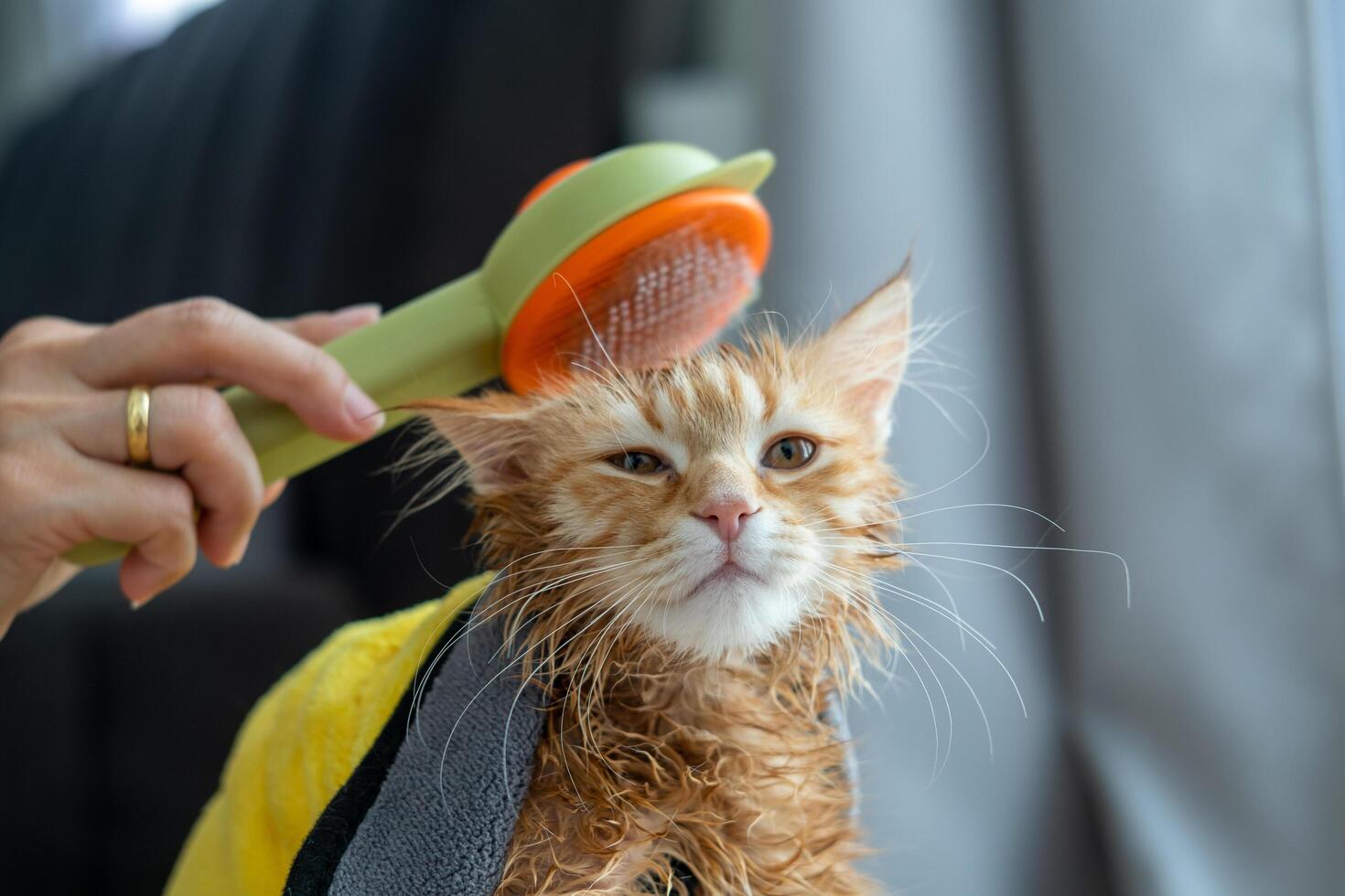 Woman's hand giving a dry bath to an orange cat in the house. photo