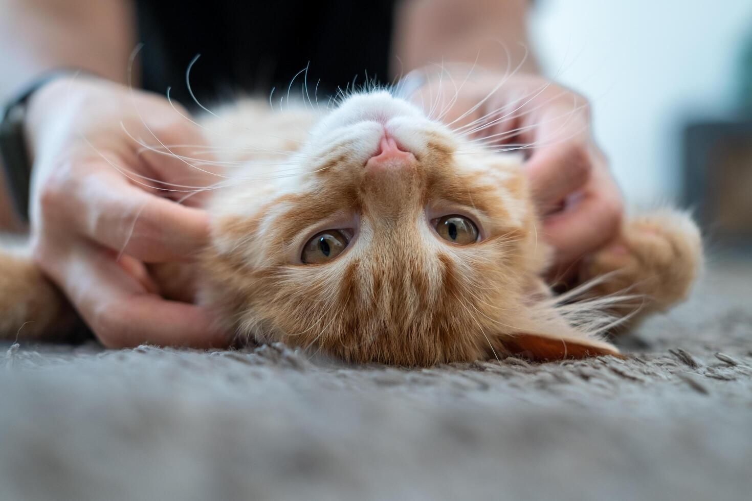 Female hands playing with an orange kitten photo