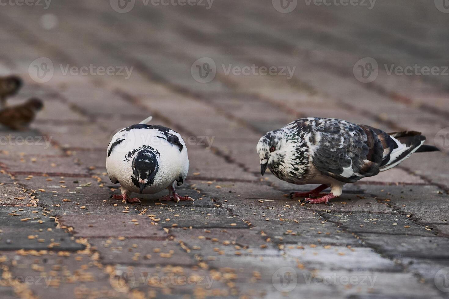 Side view of pigeon perched on the ground in the city on blurred background during the day photo