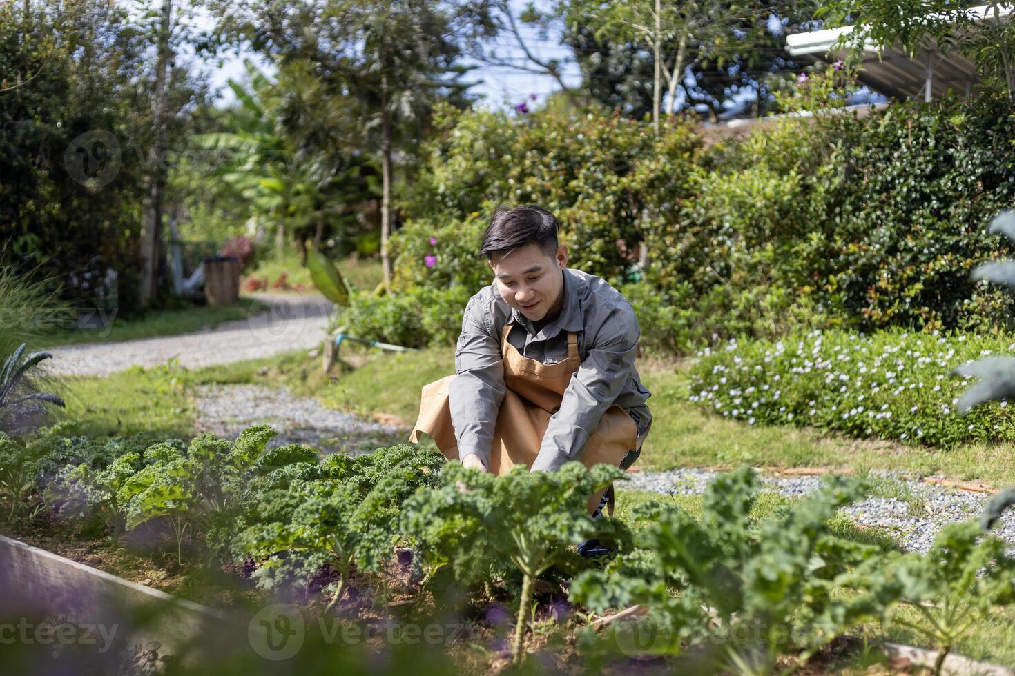 asiático local granjero creciente ensalada lechuga y comprobación crecimiento Velocidad utilizando orgánicos suelo Acercarse para familia propio negocio y cosecha algunos para rebaja foto