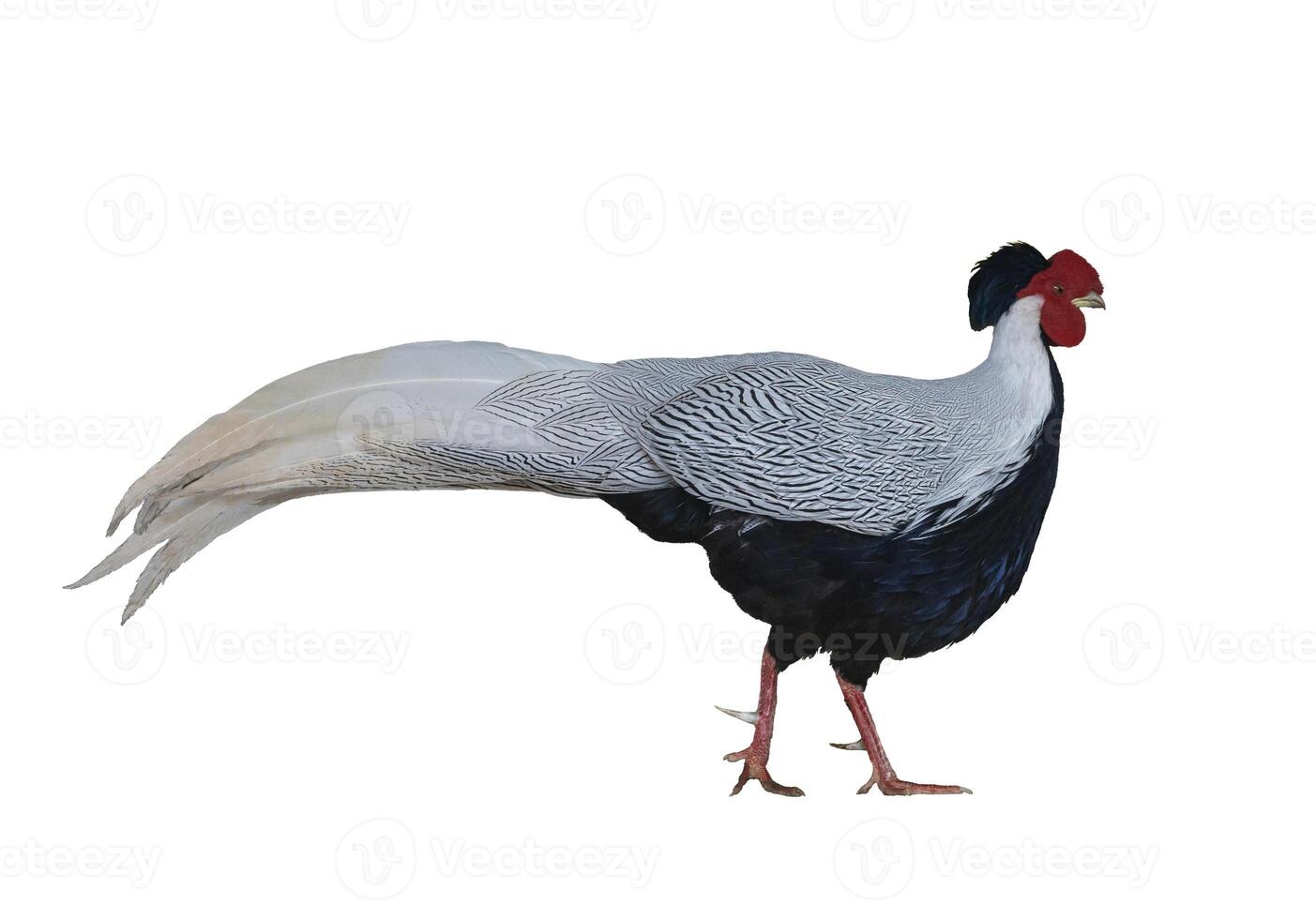 Male silver pheasant or Lophura nycthemera native to Southeast Asia cutout isolated on white background for wildlife conservation concept photo