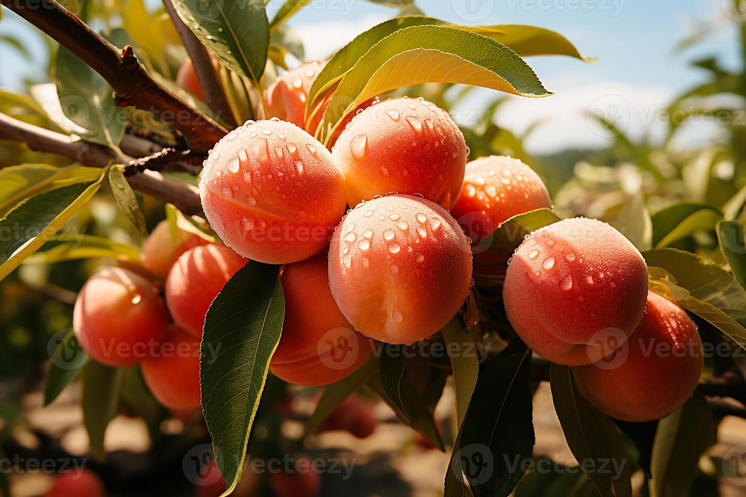 AI generated Fresh and wet peaches on the tree.Close up view in sunlight photo