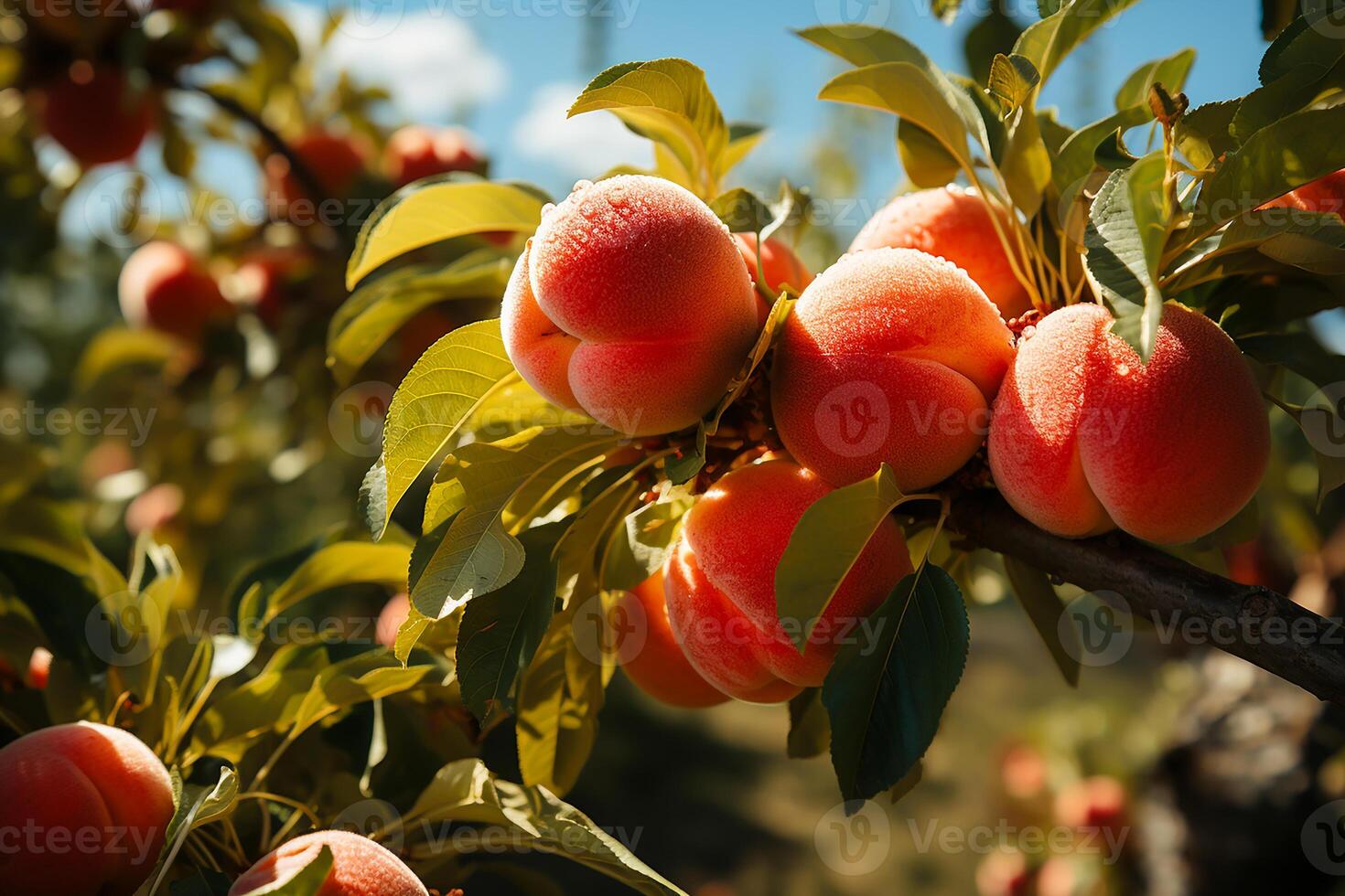 AI generated Fresh and wet peaches on the tree.Close up view in sunlight photo