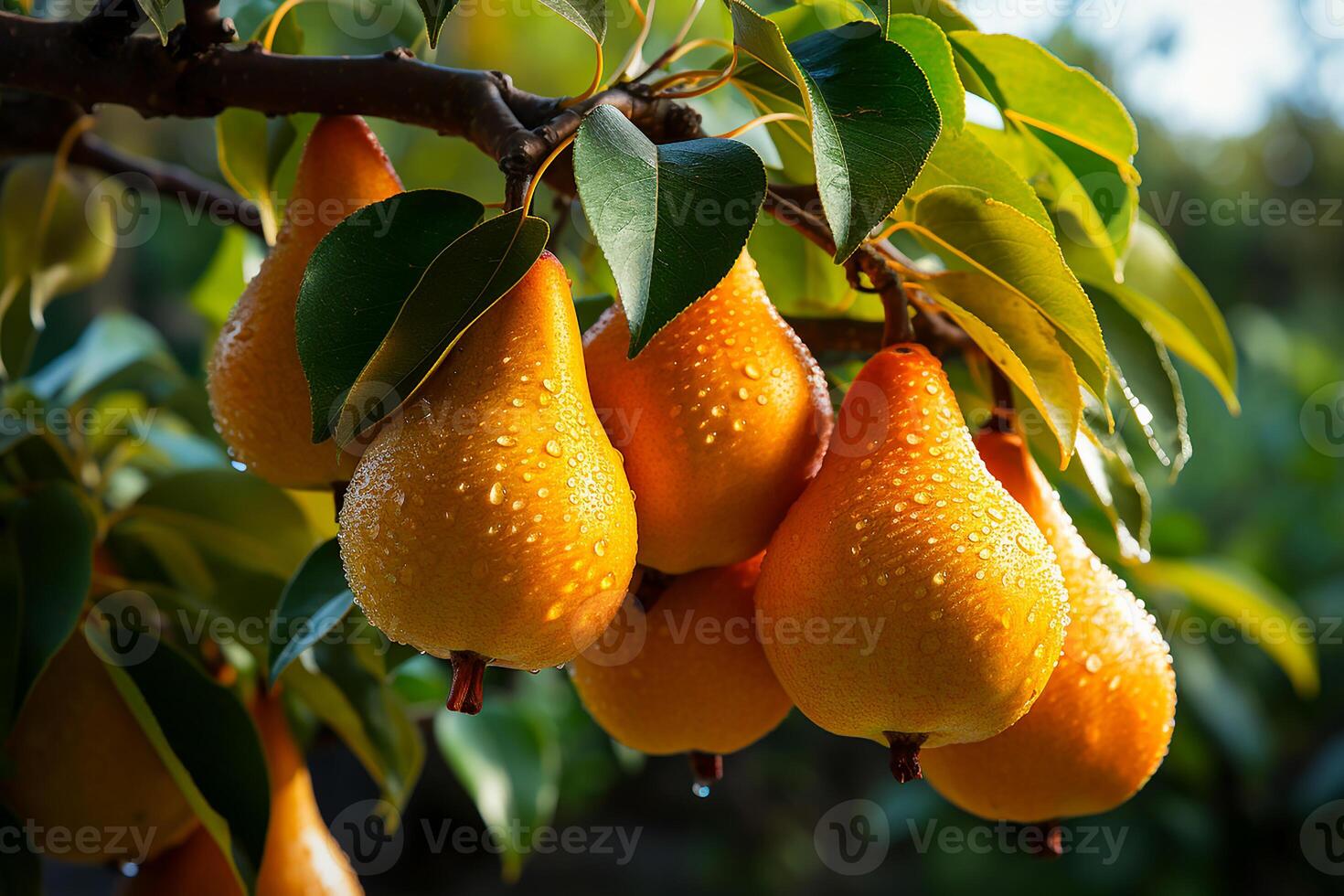 AI generated Fresh and wet pears on the tree.Close up view in sunlight photo