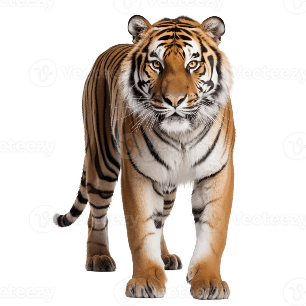 AI generated Amur wild tiger isolated image png