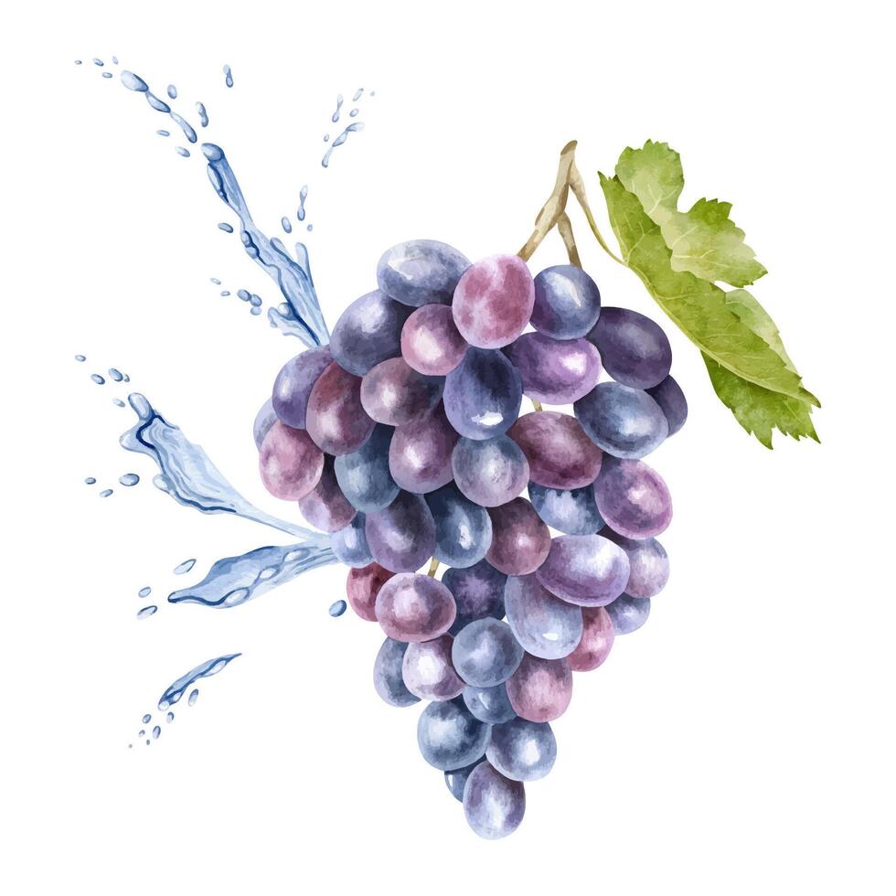 un manojo de rojo uvas, hoja y salpicaduras agua, gotas. vid. aislado acuarela ilustración para el diseño de etiquetas de vino, uva jugo y productos cosméticos, tarjetas vector