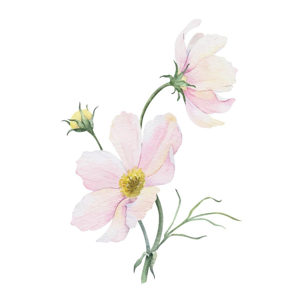 Bouquet of pink and white Cosmea flowers. Cosmos bipinnatus. Isolated hand drawn watercolor illustration of Mexican aster. Summer floral design for wedding invitations, cards, textiles, wrapping paper vector