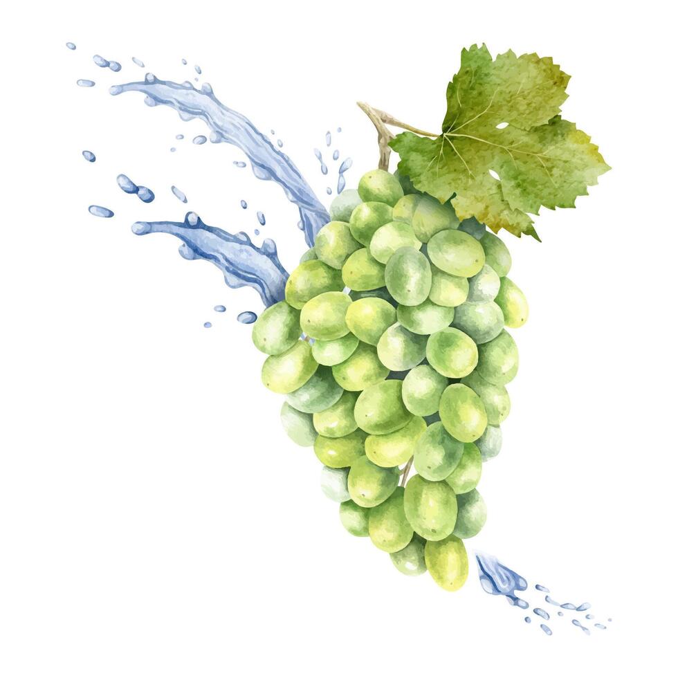 A bunch of green grapes, leaf and splashes water, drops. Grapevine. Isolated watercolor illustration For the design of labels of wine, grape juice and cosmetics, cards vector