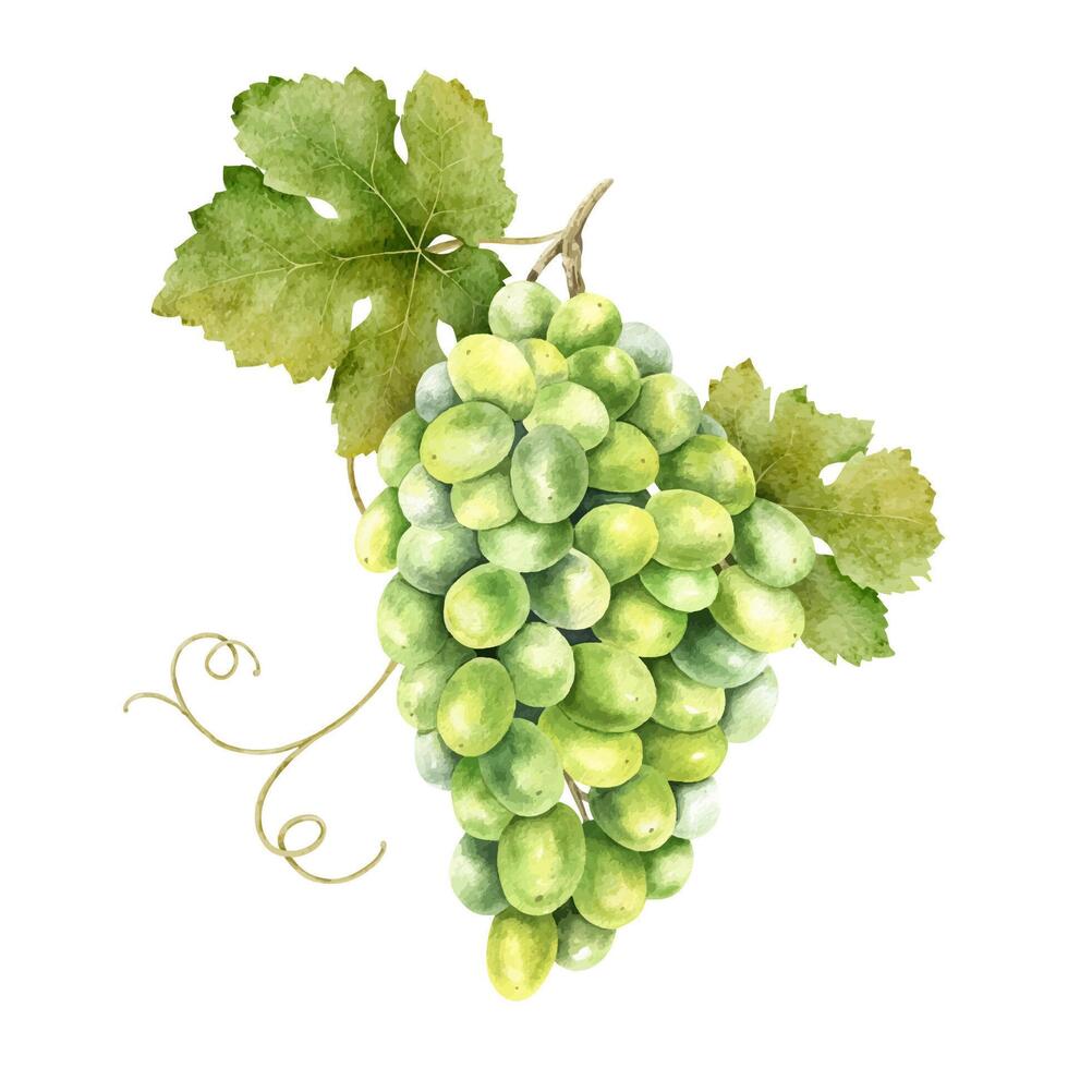 A bunch of green grapes with leaves. Grapevine. Isolated watercolor illustra vector