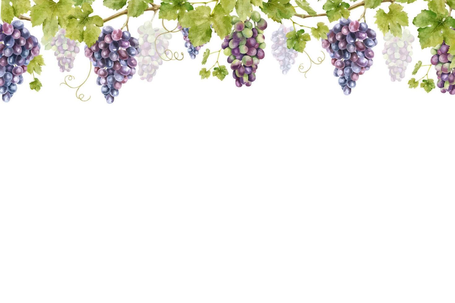 Frame of bunch red grapes with leaves. Template of vine. Isolated watercolor illustrations for the design of labels of wine, grape juice and cosmetics, wedding cards, stationery, greetings cards vector