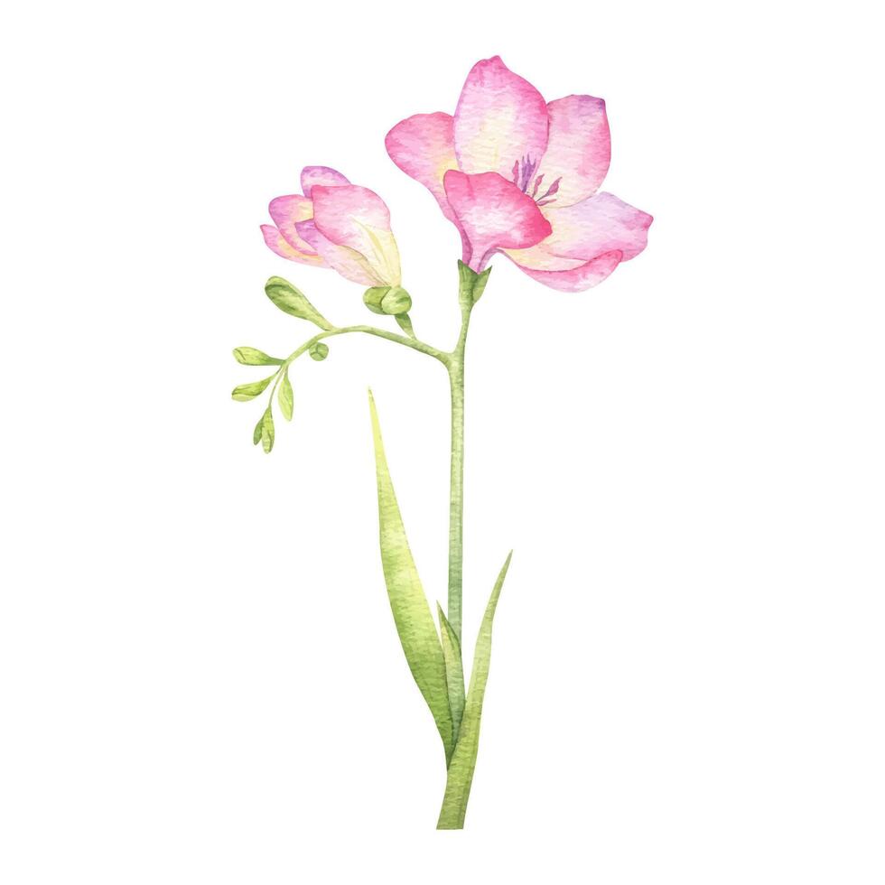 Pink freesia flowers, buds and leaves. Garden flowers. Isolated hand drawn watercolor illustration. Summer floral design for wedding invitations, cards, textiles, packaging of goods. wrapping paper vector