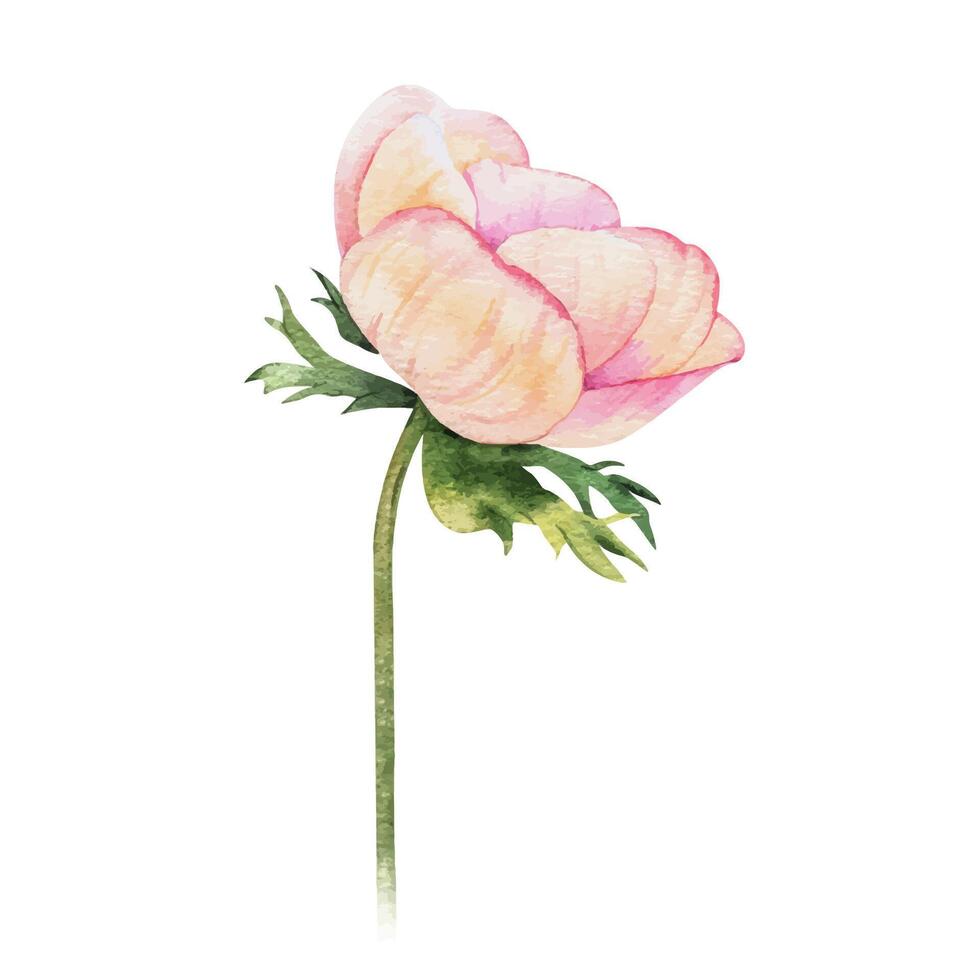 Anemone rose flower. Isolated hand drawn watercolor illustration. Summer floral design for wedding invitations, cards, textiles, packaging of goods. wrapping paper vector