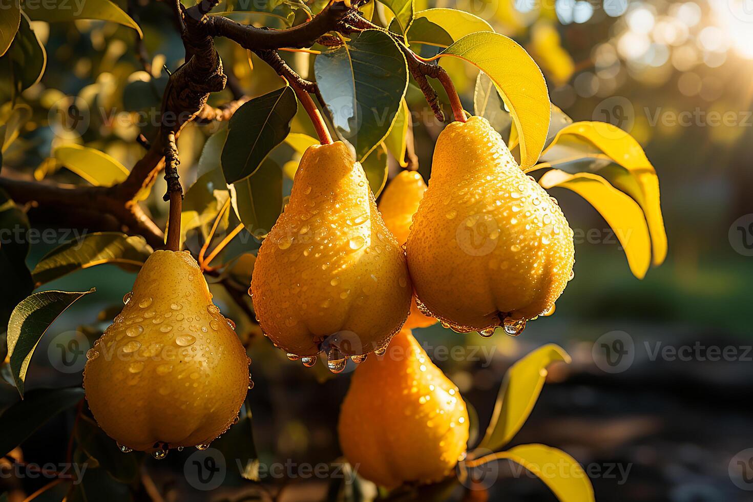 AI generated Fresh and wet pears on the tree.Close up view in sunlight photo