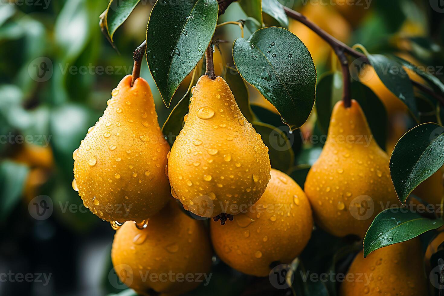 AI generated Fresh and wet pears on the tree.Close up view in sunlight photo