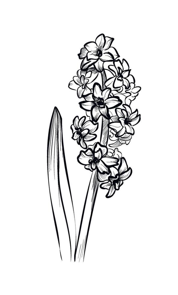 hand-drawn hyacinth flower vector illustration