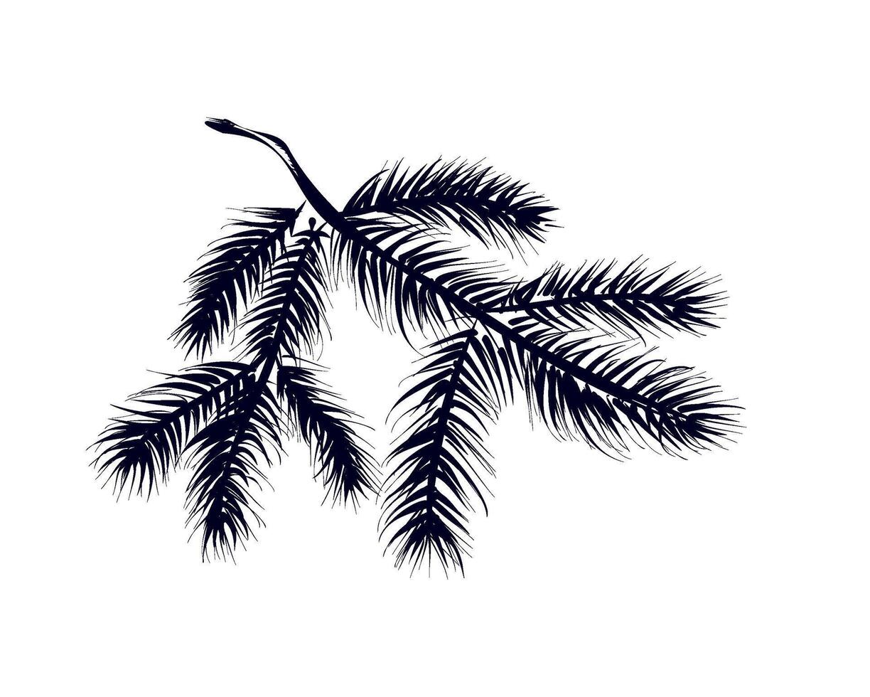 hand-drawn spruce branches vector illustration
