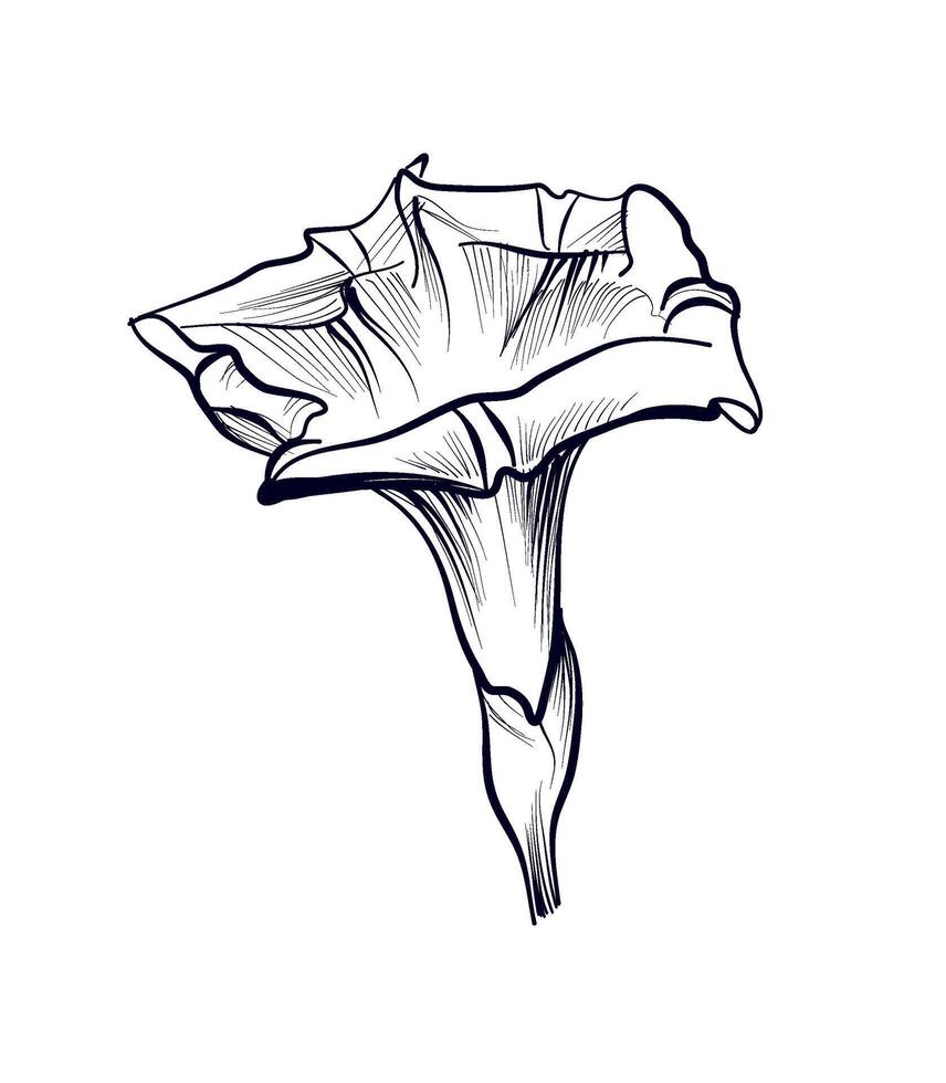 hand drawing of a bindweed flower vector