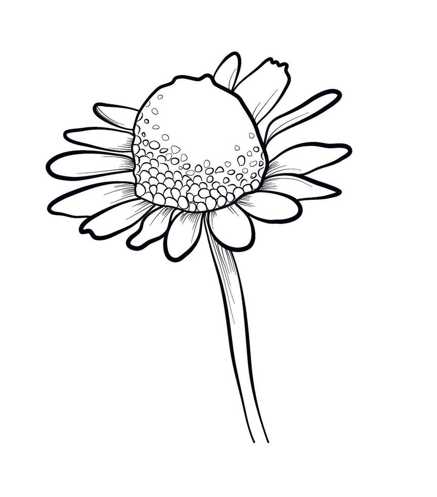 hand drawing of a pharmacy chamomile flower vector