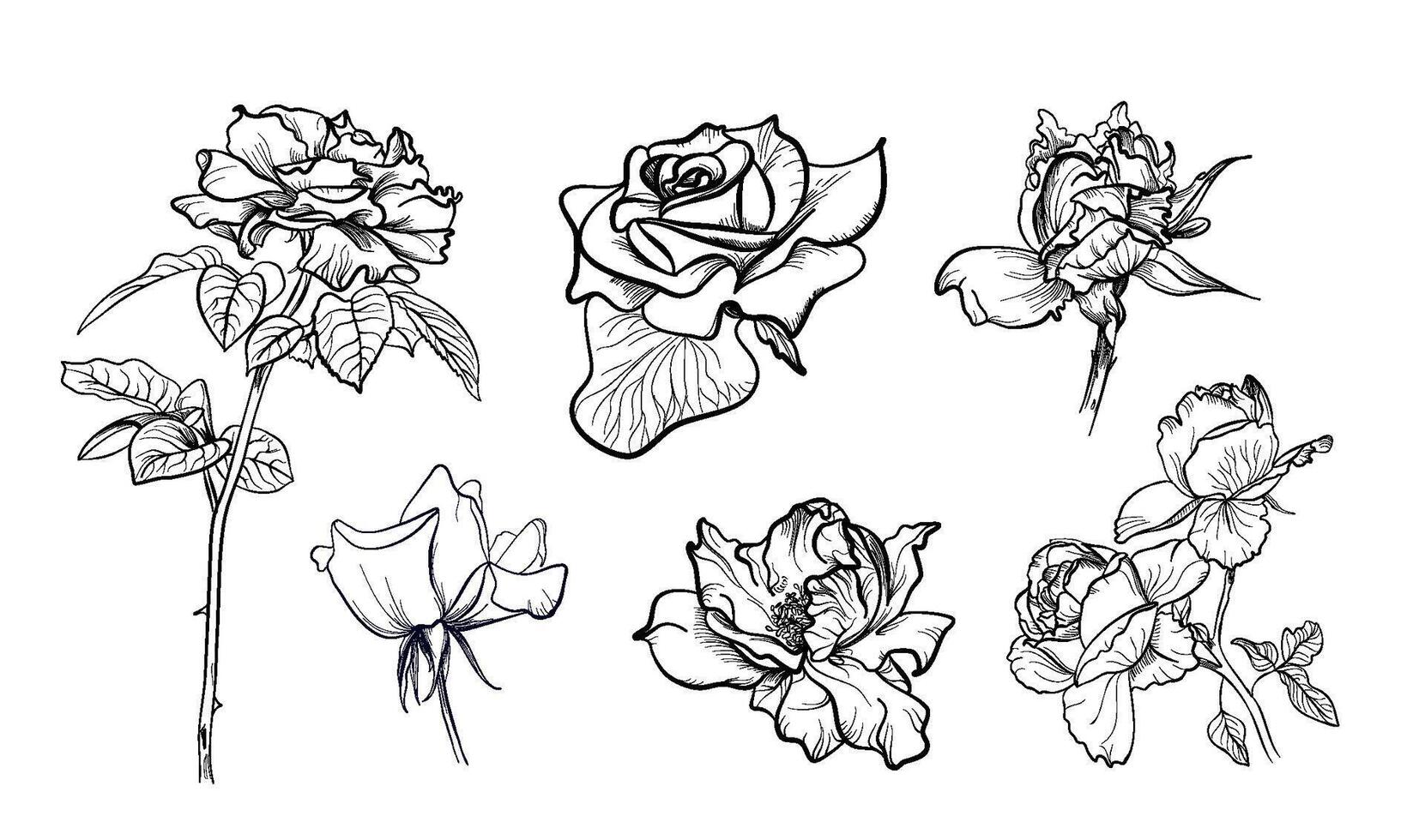 set of rose flowers hand-drawn vector