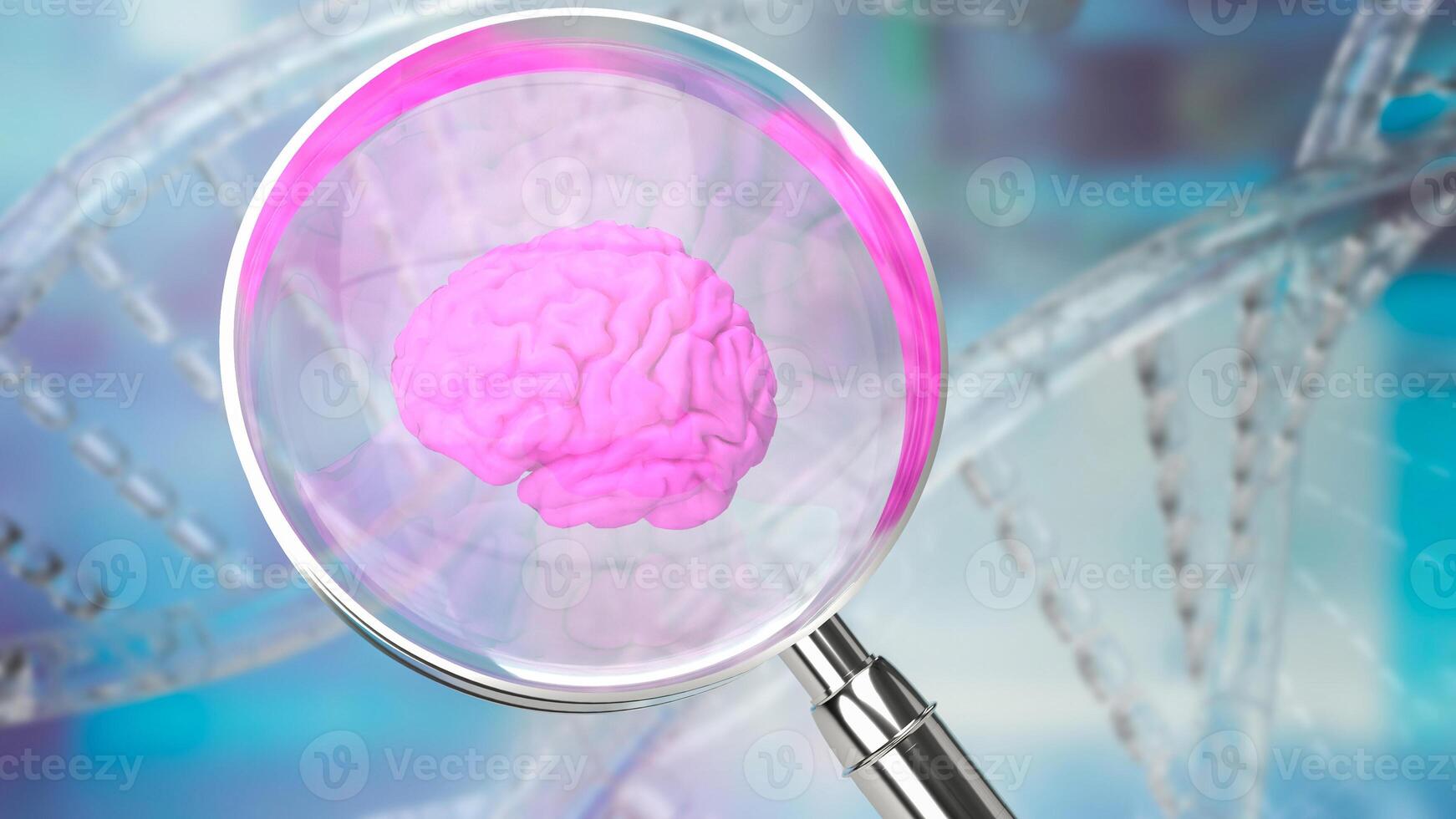 The magnifying glass and Brain for sci or medical. Concept 3d rendering. photo