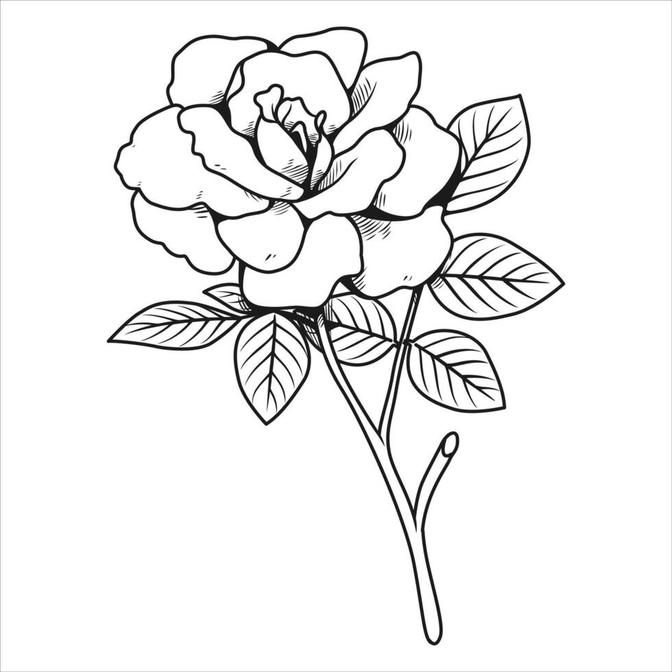 Vector hand drawn line art rose and leaf illustration