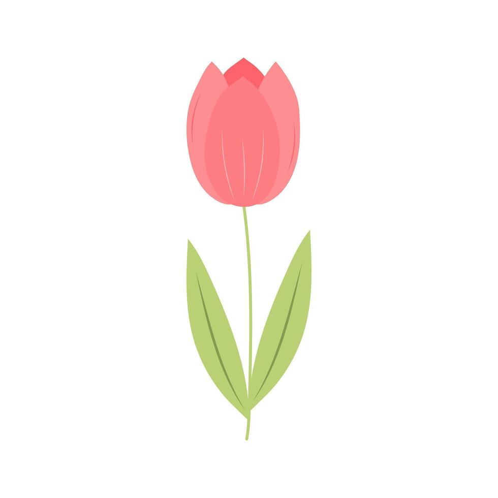 Tulip. Cute spring flower. Vector illustration isolated on white background.