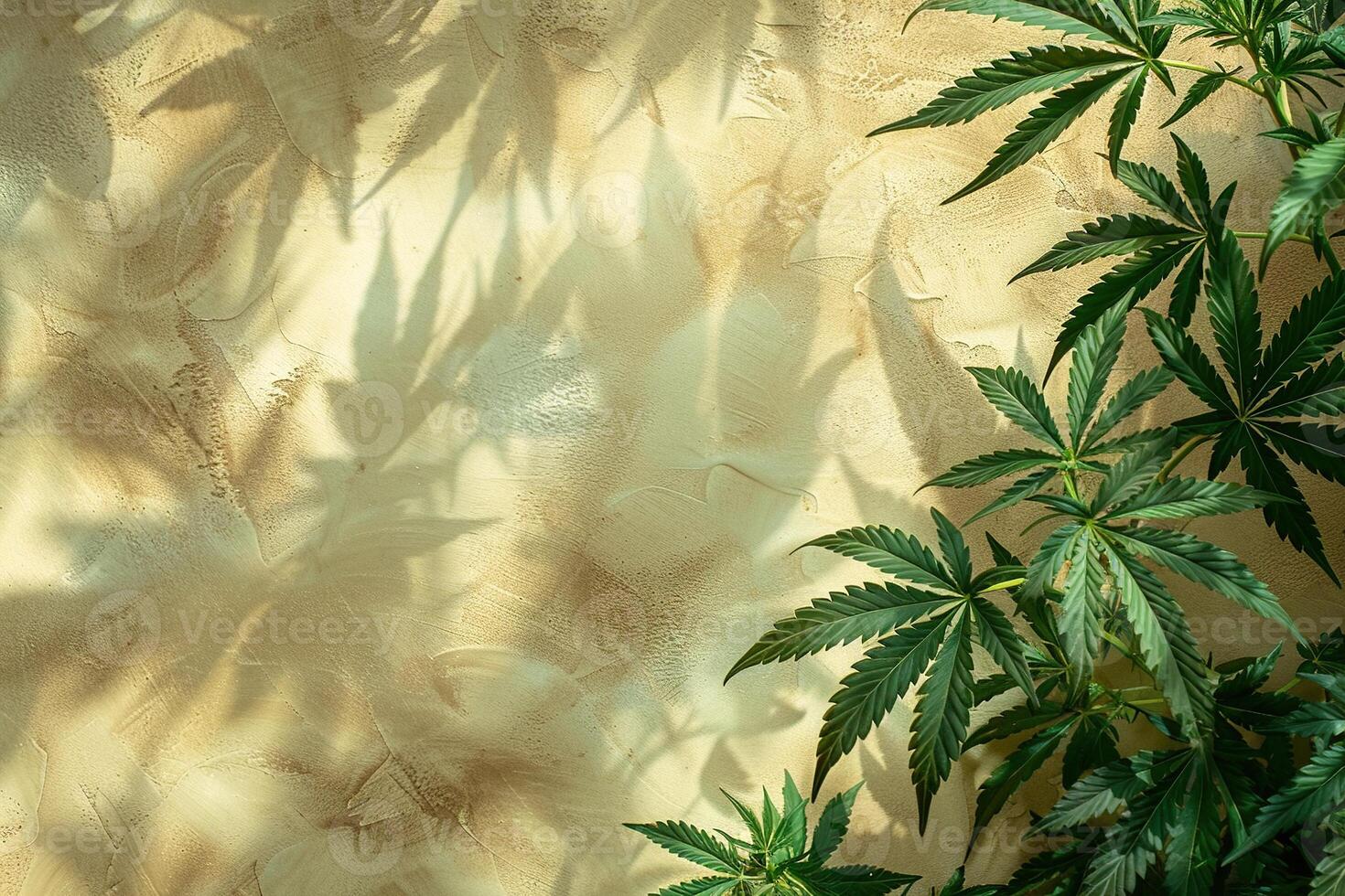 AI generated green marijuana leaves cast a shadow on the background of the sunlit wall with copy space photo